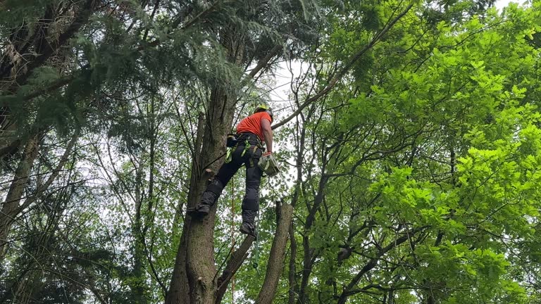 Best Tree Planting  in USA